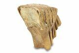 Fossil Lower M Woolly Mammoth Molar - Siberia #292764-4